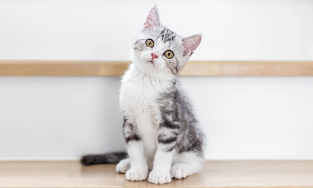 Quelle est la durée de vie des chats? Et comment les aider à vivre plus longtemps?