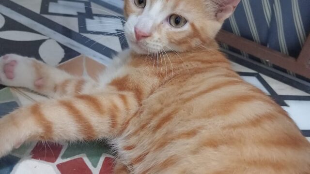 WhatsApp-Image-2025-10-06-a-13.52.19_15299c1f