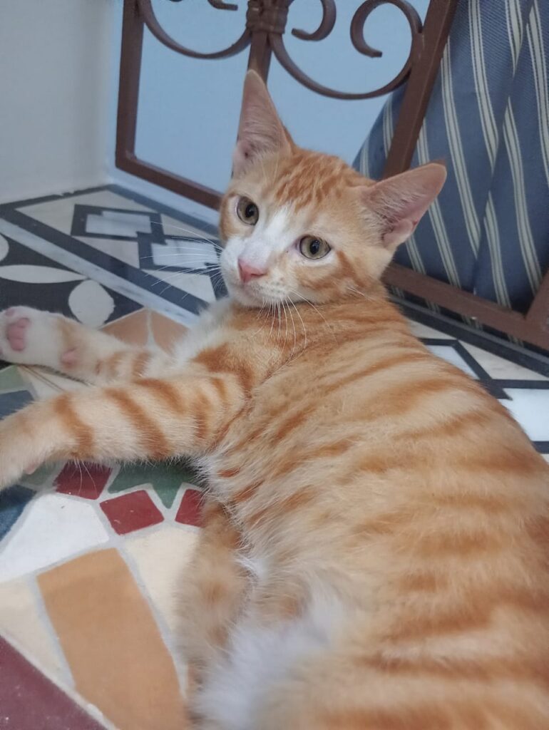 WhatsApp-Image-2025-10-06-a-13.52.19_15299c1f