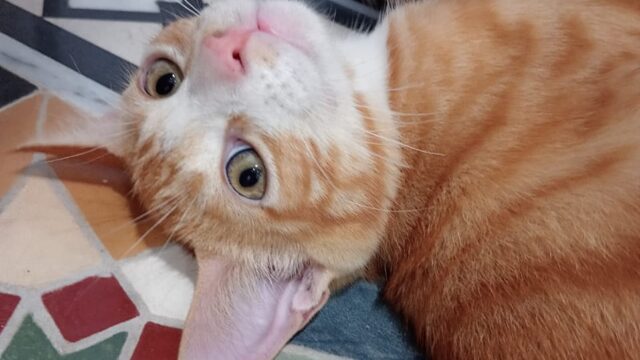 WhatsApp-Image-2025-10-06-a-13.52.19_5dfdeb53